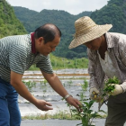 水果专家甘为“守护神” 为靖西果农增收保驾护航