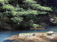 古龙山 靖西景点