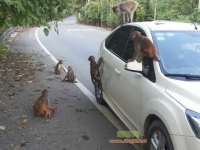 龙虎山——美猴王