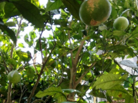 回家发现这个，过年回家不怕没果吃了