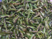 秋收这正宗的蝗虫野味