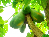 么么达，这木瓜竟没有人摘，暴殄天物啊