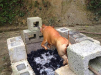 我们靖西人烤香猪，场面好震撼