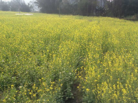 岳圩的油菜花开，何必要去到云南看油菜花开