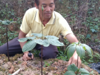 果乐乡中草药种植大户农成功仿生态种植“七叶一枝花”