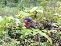 这个季节，你都吃过哪些野果？这种你吃过吗