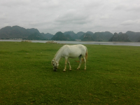 渠洋湖 靖西景点