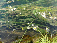 将来评选靖西市市花，海菜花是不是可以考虑一下？