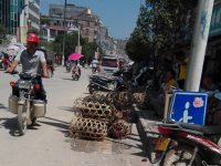 七月十四临近，靖西“鸭”满街