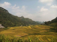 稻田 巴泽 梯田