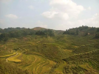 稻田 巴泽 梯田