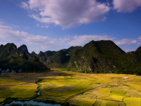 靖西田园，金色秋天，丰收的季节