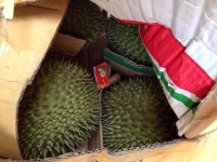 喜欢榴莲的朋友进来看看，越南新鲜猫山王驾到！