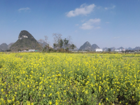 春节近，菜花香，即将客运的靖西市火车站远景。