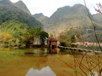 水清清桃花红，靖西鹅泉小景。