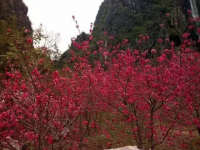 春来和风兼细雨，山中桃花舒芳容。枝枝和娇红烂漫，树树丹霞灼春.