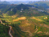 美景 巴泽 梯田 稻田