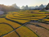 美景 巴泽 梯田 稻田