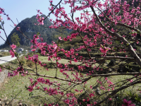 同德小村赏桃花。