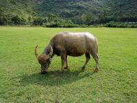渠洋湖 靖西景点