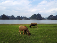 渠洋湖 靖西景点