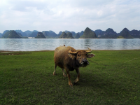 渠洋湖 靖西景点