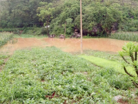 瓜农们伤不起，一场大雨西瓜被淹成这样子