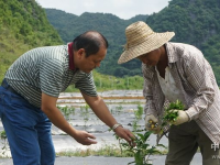 水果专家甘为“守护神”为靖西果农增收保驾护航