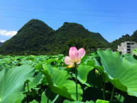 莲叶出水层层碧，荷花初开朵朵鲜。