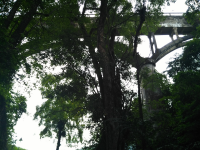 靖西 瀑布 三叠岭