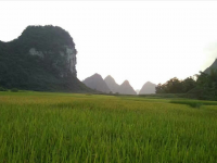 靖西香糯名扬天下