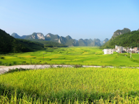 稻田 田园