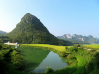 金灿灿的稻谷，幽雅清静的小山村，靖西其利风光。