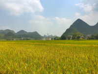 化峒 良丰 田园