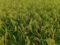 化峒 良丰 田园