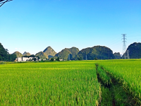 稻田 常富 田园