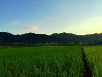 稻田 常富 田园