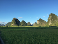 稻田 三友 田园