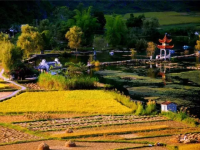 田园 秋天 稻谷 梯田