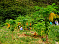 稻谷 秋天 田园