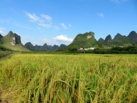 三友村 秋天 田园