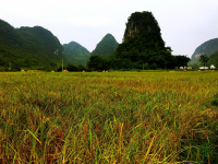 稻田 田园 大香糯