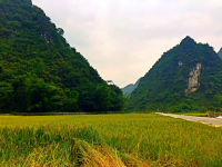 稻田 田园 大香糯