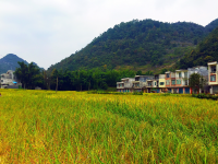稻田 田园 大香糯