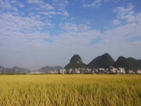 田园 秋天 稻谷