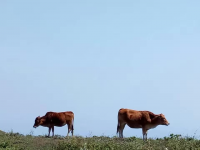 靖西旅游 乌鸦山