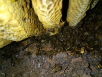 正宗山上石缝里的野蜂蜜