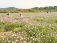 百色福禄河国家湿地公园格桑花海