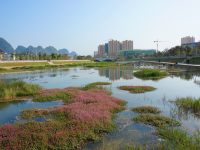 春风又绿龙潭岸