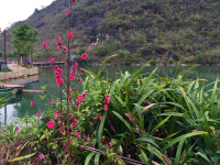 绿野芳草沐春雨，耕夫犁土种田忙。